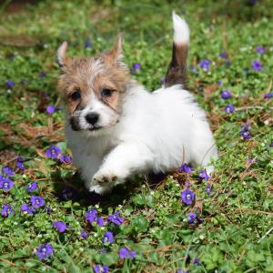 long haired short legged jack russell